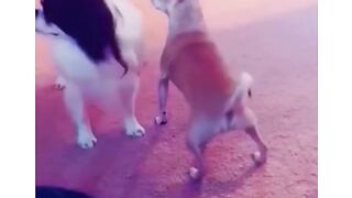 Funny_Animal_videos_try_not_to_laugh#