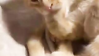 You laugh, You lose ???? Funniest Animals ????