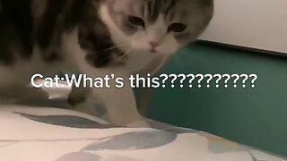 Cat curiosity