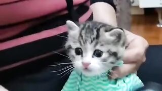 Sweet kitty. Good table manners!