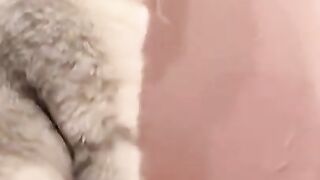 Cute animals