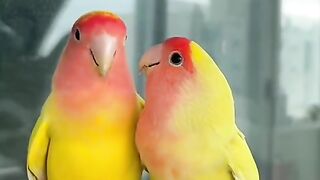 Love birds