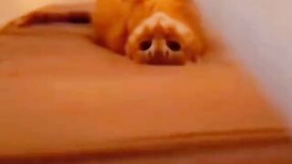 Funny Pets