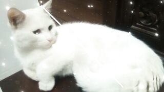 Cat pictures