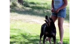Cute Dog Start To Talk