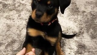 #rottweiler #dog #edit #fyp #popular #trend #dogs #xbyzca