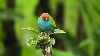 Nature Birds & Animal's Status Video | John92