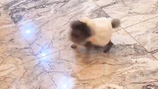 Funny dog videos