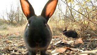 Cute Rabbit Video And Relaxing Music