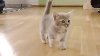Cute baby kitten talks too much | John92