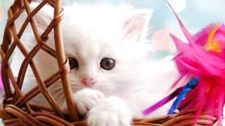Lovely Cat???? Cute Baby Cat???? Funny Video????| John92