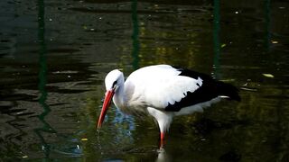 stork