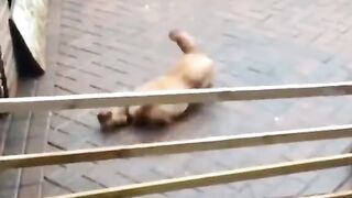 Cat & Dog very funny Video