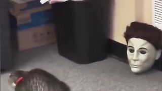 Animals funny video