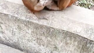 Monkey amazing video