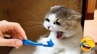 funny cats and dogs