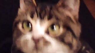 Little cute Cat