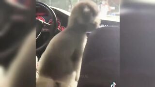 Try not to laugh, 107% will lose
