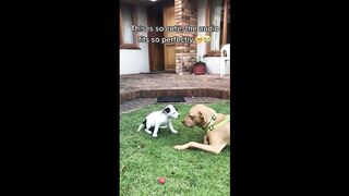 Funny animals