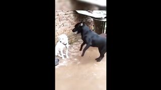 Funny animals