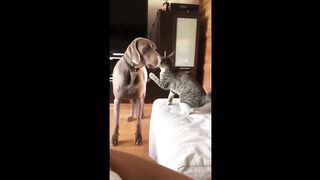 Funny animals