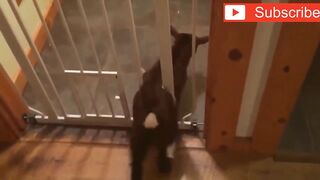 Funny animals