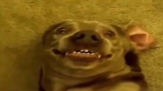 Funny animals