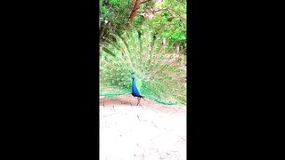 Funny animals
