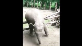 Funny animals