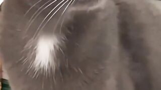 You Definitely Laugh,Trust me ???? Funniest cat and dog videos ???? Cute Cats And Dogs
