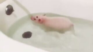 Funny animals