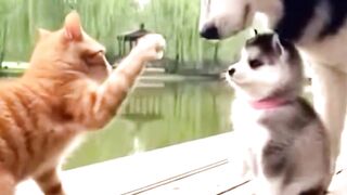 Husky Throws Cat Into The Pond