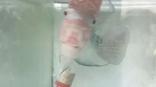 flowerhorn fish