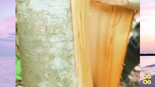 Panen Kayu Manis versi bola88