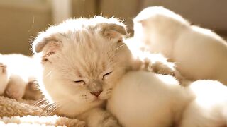 cute cat 60