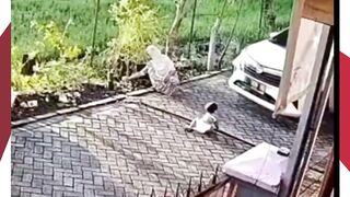 DETIK-DETIK MENEGANGKAN! Balita Selamat Ajaib dari Kolong Mobil yang Melaju