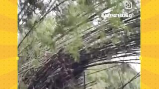 Ada yg ga mau rumahnya dibabat,Kliatannya cma sepele, tpi ga ada kekuatan yg bisa membuat rumpun bambu ini tegak kembali..