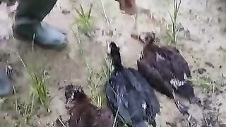 Hunting belibis itu seni sabar. Dengerin siulan, baca arah angin, baru eksekusi.