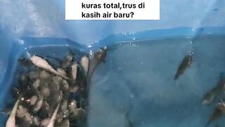 Jika lele SATU KOLAM sakit semua BEGINI cara mengobatinya