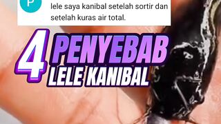 4 Penyebab ikan lele KANIBAL setelah PANEN & SORTIR