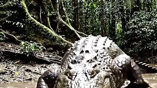 omaigatttt #viral #fyp #trending #video #wow #unexpected #amazing #funny #wtf #shortvideo