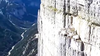Baby Goat Cliff Lesson! #nature #mountaingoats #usa #cliffgoat
