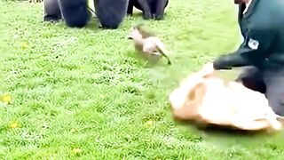The gorilla was surprised to see the pig #gorilla #gorillatag #pig #funny #fyp