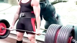Gorilla starts lifting weights in front of a pro lifter and shocks the whole crowd! #gorilla #weightlifting #challenge