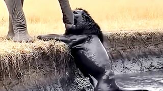 Elephant Saves King Lion From Deep Mud #elephant #lion #rescue