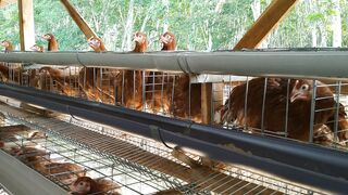 Modern Egg Chicken Farm | High Quality Egg Production Proces