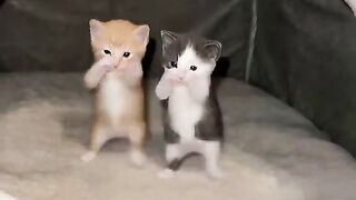 Kucing joget 2