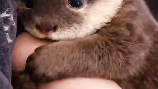 So Cute Baby Love
