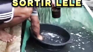 Ini ALASAN kenapa saya SORTIR ikan lele SEMINGGU sekali