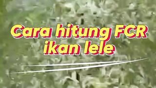 Cara hitung FCR ikan lele
